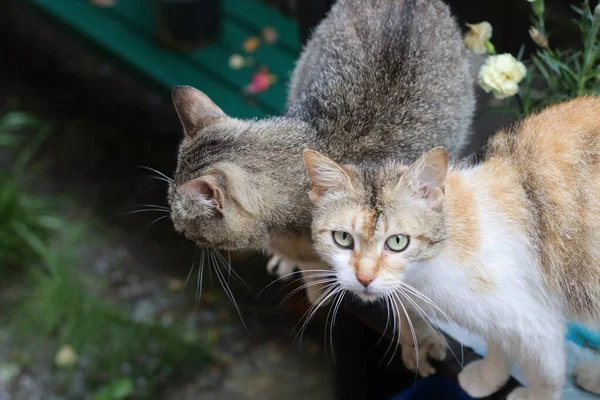 Gato Jardín — Foto de Stock