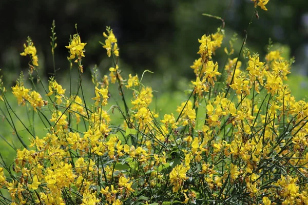 Çayırdaki Sarı Çiçekler — Stok fotoğraf