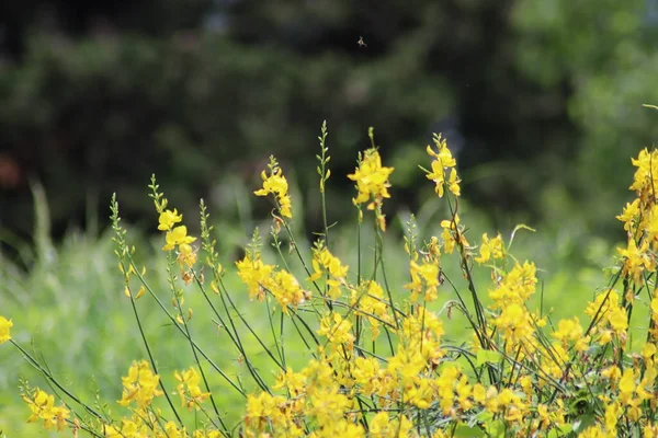 草地上的黄花 — 图库照片