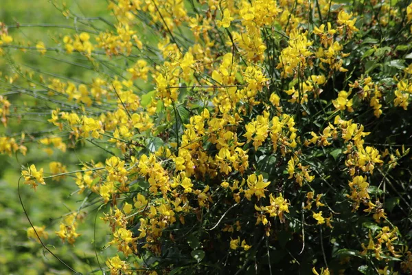 Çayırdaki Sarı Çiçekler — Stok fotoğraf