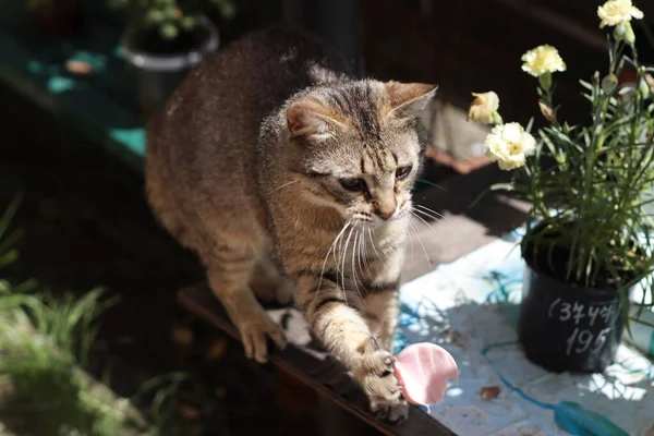 Gato Jardim — Fotografia de Stock