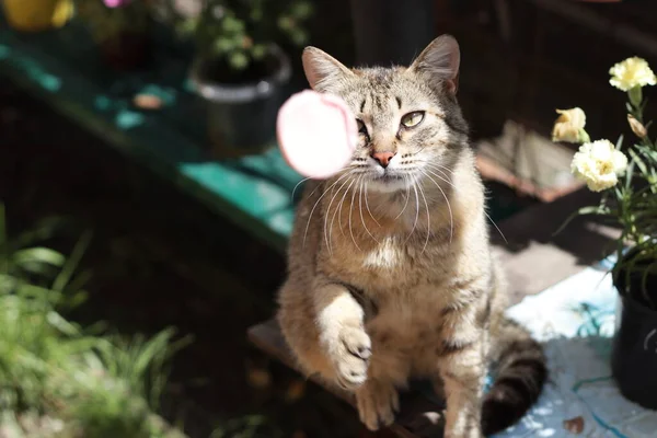 Katze Garten — Stockfoto