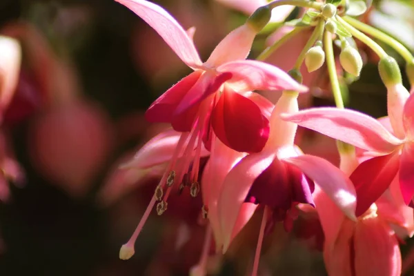 Rosa Och Vit Blomma — Stockfoto