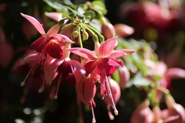 Rosa Och Vit Blomma — Stockfoto