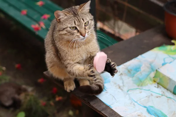 Katze Spielt Garten — Stockfoto