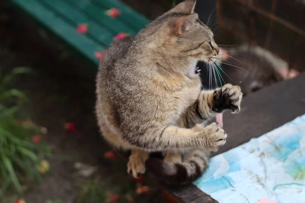 Cat Playing Garden — Stock Photo, Image