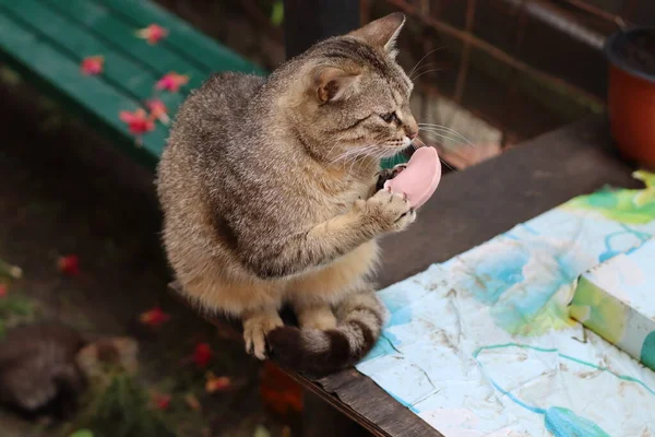 Katze Spielt Garten — Stockfoto