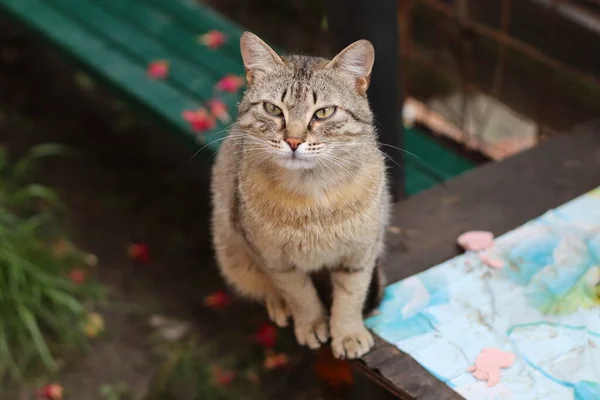 Katze Spielt Garten — Stockfoto