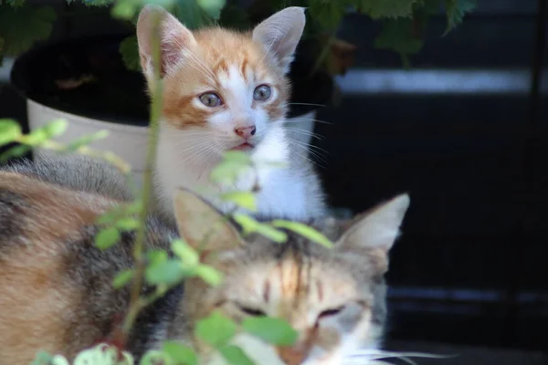 花园里的猫 — 图库照片