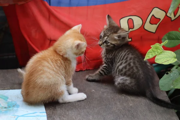 庭で遊ぶ猫 — ストック写真