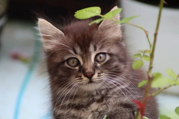 Kot Bawiący Się Ogrodzie — Zdjęcie stockowe