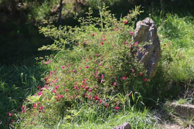 Çimenlerdeki çiçekler