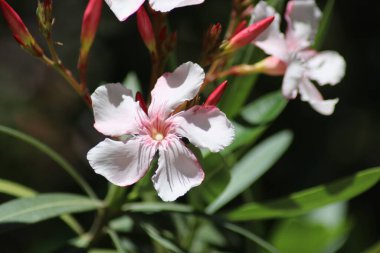 pembe ve beyaz çiçekler