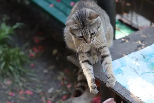 Chat Dans Jardin — Photo