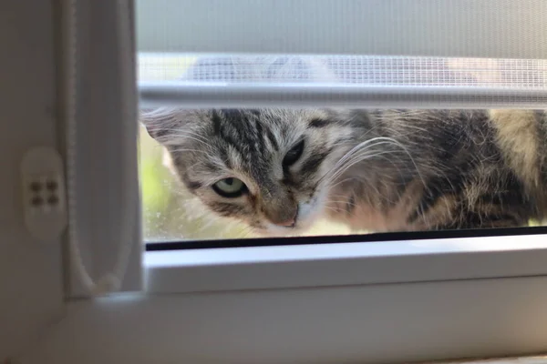 Γάτα Που Κοιτάζει Έξω Από Παράθυρο — Φωτογραφία Αρχείου