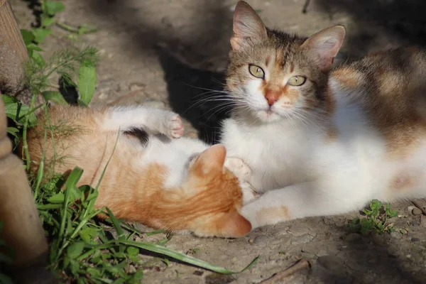 Gato Jardín — Foto de Stock