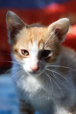 Gözleri olan bir kedinin portresi.