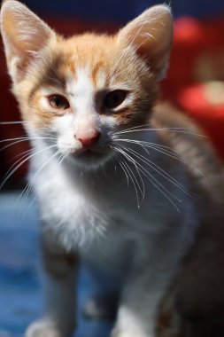 Gözleri olan bir kedinin portresi.