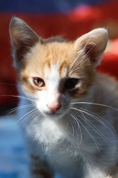 Retrato Gato Com Olhos — Fotografia de Stock