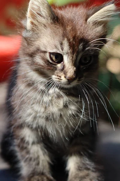 Porträt Einer Katze Mit Augen — Stockfoto