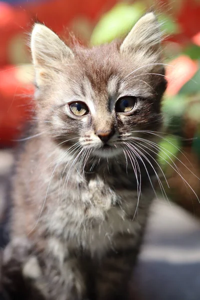 Retrato Gato Com Olhos — Fotografia de Stock