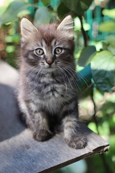 Portret Van Een Kat Met Ogen — Stockfoto