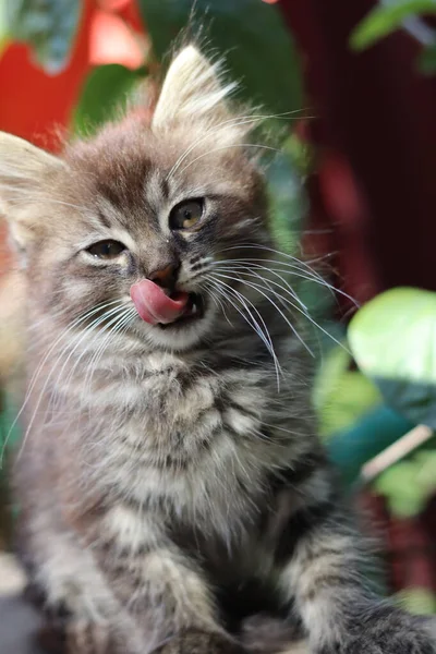 Ritratto Gatto Con Gli Occhi — Foto Stock