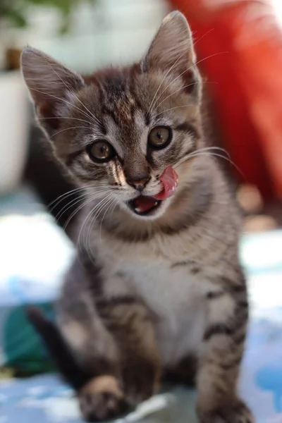 Retrato Gato Com Olhos — Fotografia de Stock