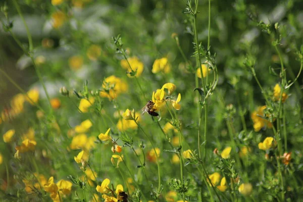Çimlerde Sarı Çiçekler — Stok fotoğraf