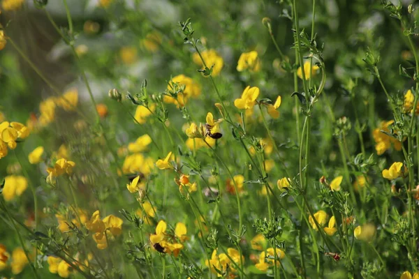 Çimlerde Sarı Çiçekler — Stok fotoğraf
