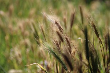 Bir tarlaya yakın çimen çıkıntıları