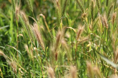 Bir tarlaya yakın çimen çıkıntıları
