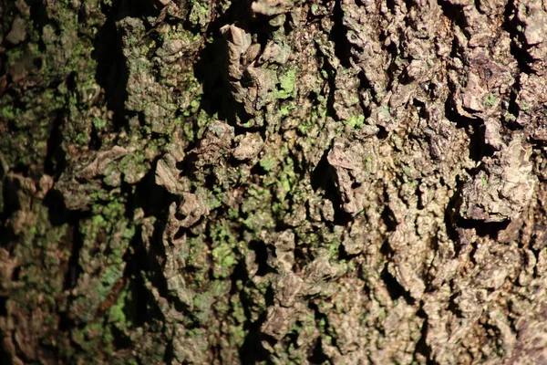 Blaffen Van Een Boom — Stockfoto