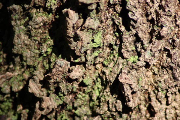 Bark Från Ett Träd — Stockfoto