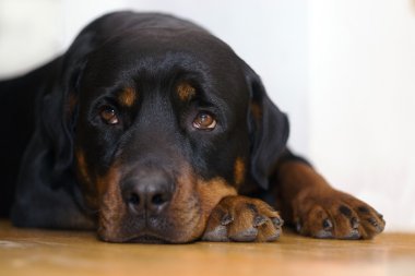 Rottweiler portre yakın çekim