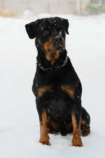 Rottweiler siedzi w śniegu — Zdjęcie stockowe