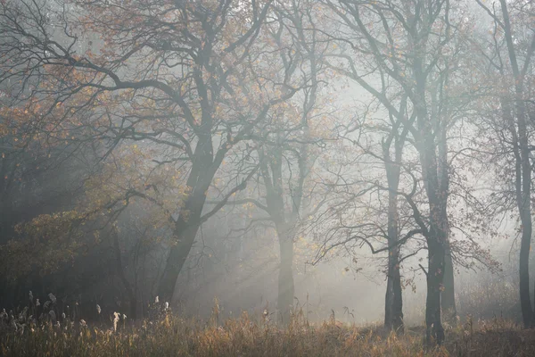 朝の霧のツリー — ストック写真