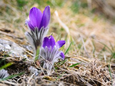 Çiğdemler geri görüntülemek