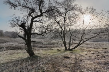 Tree Hill'deki buzlu