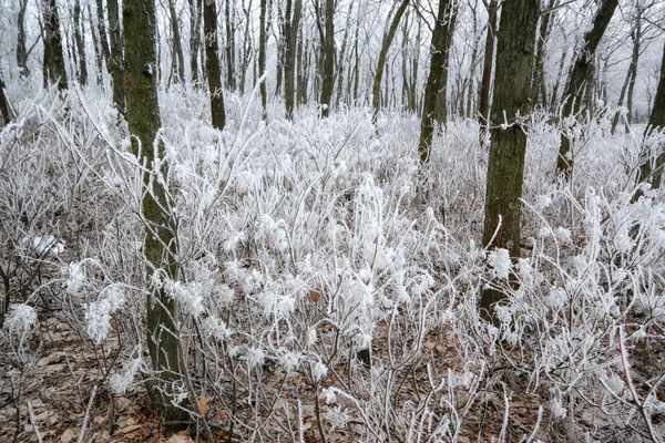 Frostat växt närbild Ii — Stockfoto