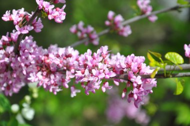 güzel bahar çiçeği