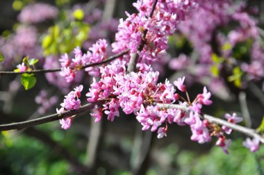 güzel bahar çiçeği