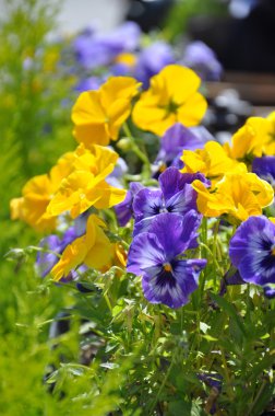 Sarı ve mor Hercai Menekşe