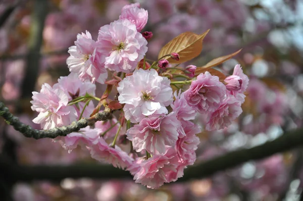 Яскрава весна цвітіння — стокове фото