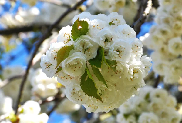 Bela flor de primavera — Fotografia de Stock