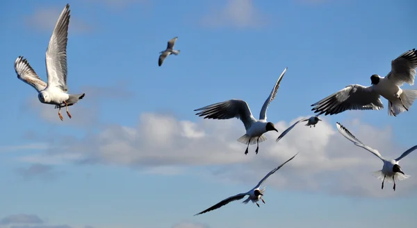 Beautiful seagulls in the sky — Stock Photo, Image