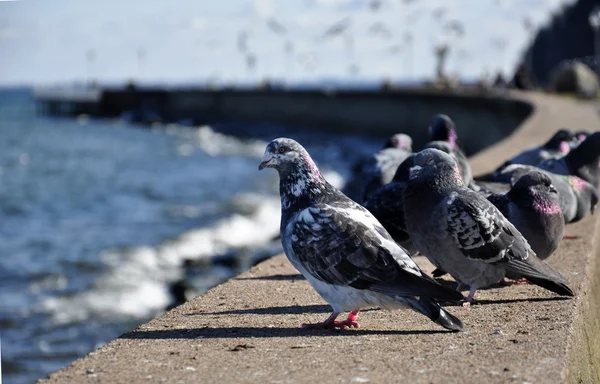 Palomas en el mar Báltico — Foto de Stock