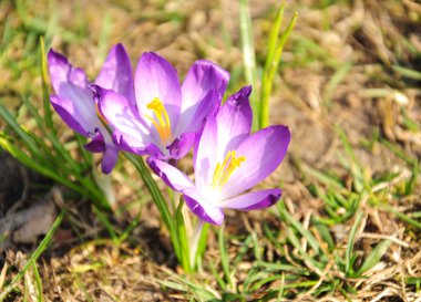 Bahçedeki - mutlu bahar zaman güzel çiğdemler