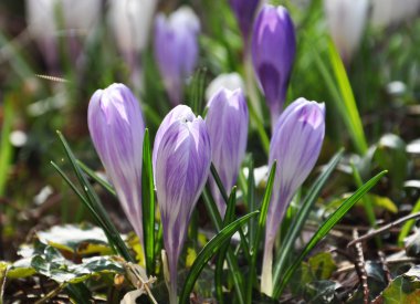 Bahçedeki - mutlu bahar zaman güzel çiğdemler