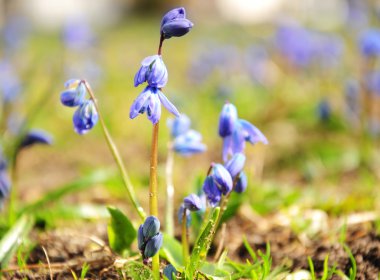 Parkta mavi kardelen